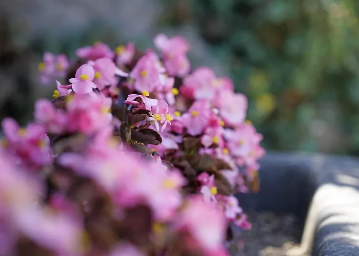 Chez Oncle Nicolas Hébergement de vacances Soumagne